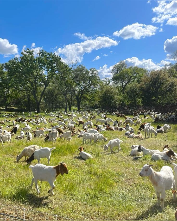 Ranch with livestock