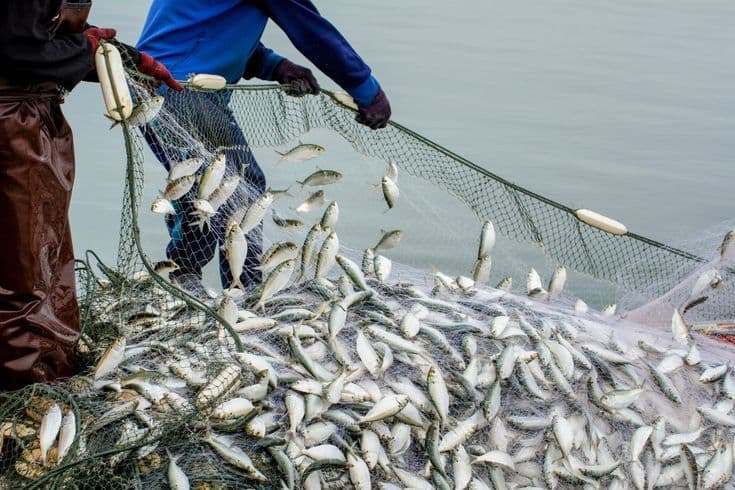 Large crop farm with grain fields